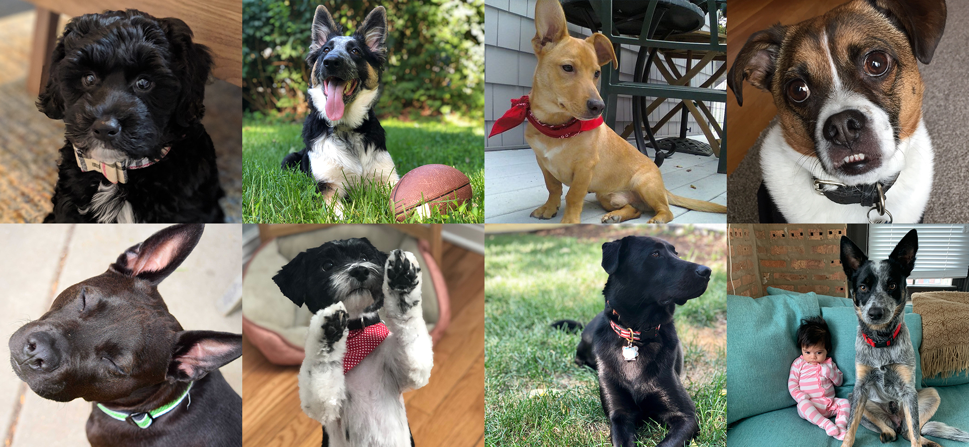 Meet the Dogs of SpotHero