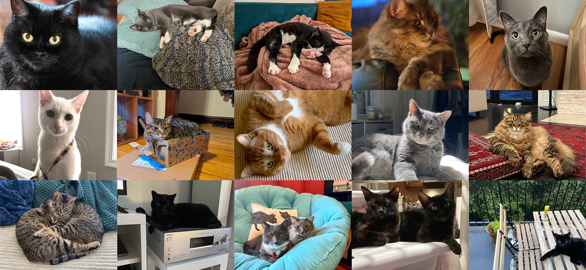 National Cat Day: Meet SpotHero’s Feline Friends!