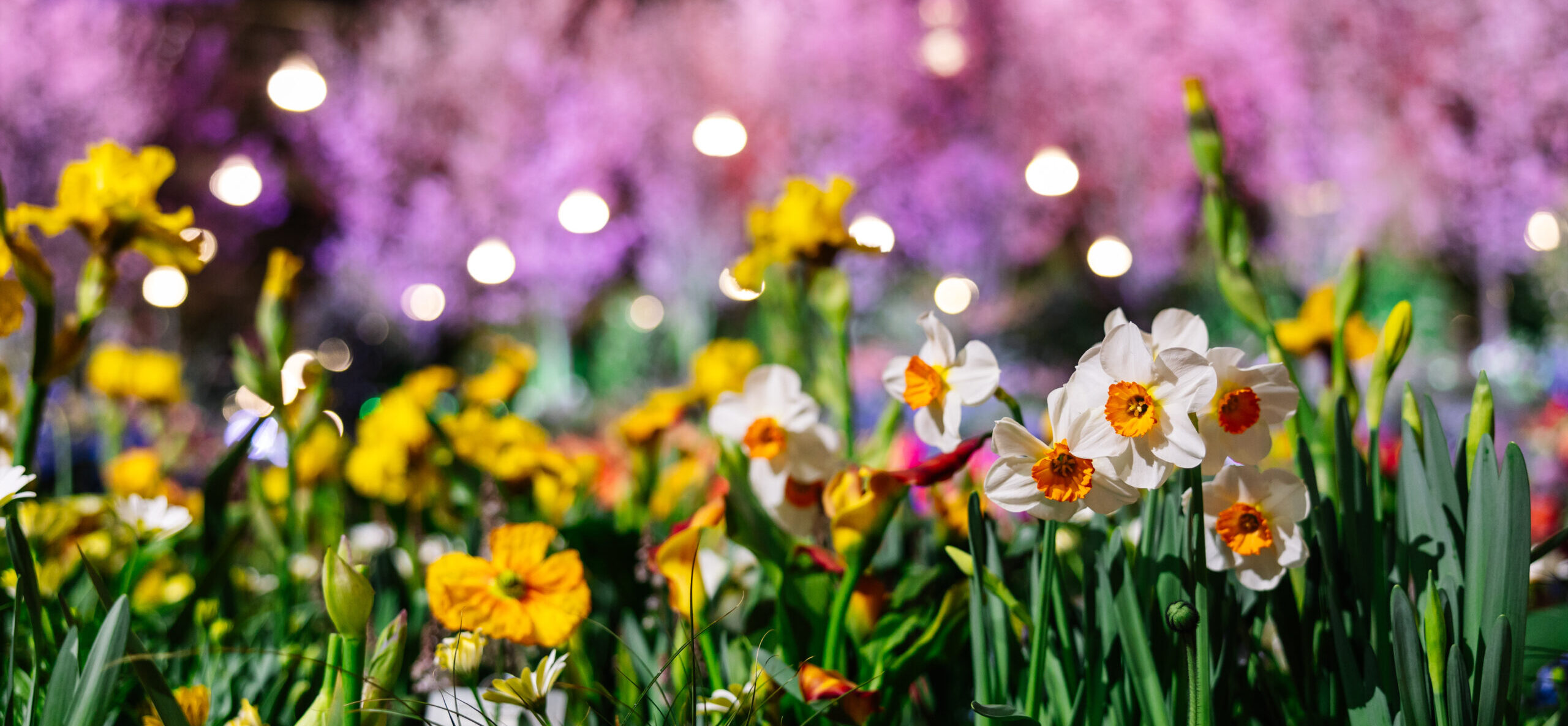 Philadelphia Flower Show 2025 Parking Guide + More