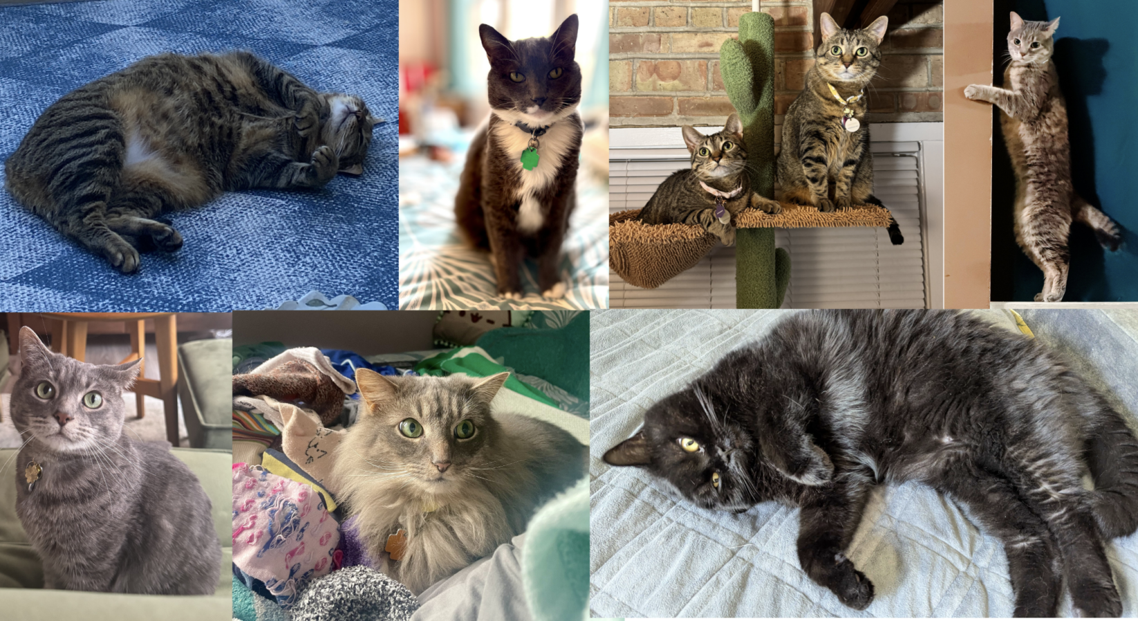 National Cat Day: Hear from SpotHero’s Favorite Felines!