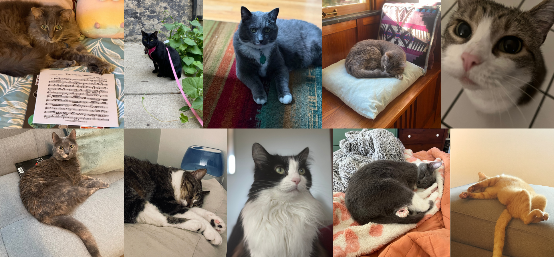 National Cat Day: Meet Some of SpotHero’s Favorite Felines!