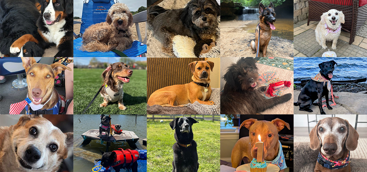 International Dog Day: Meet Some of SpotHero’s Four-Legged Friends!
