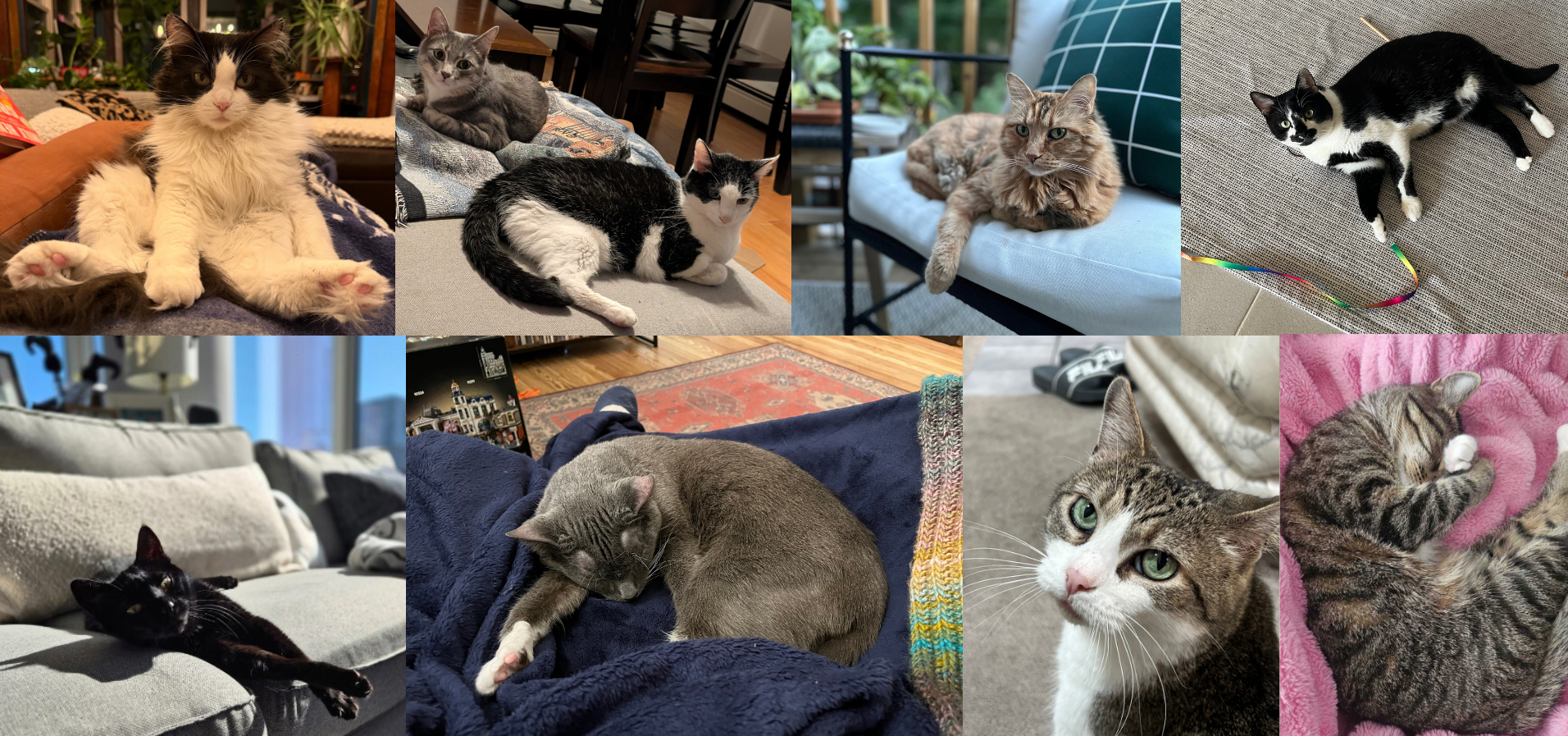 National Cat Day 2026: Meet Some of SpotHero’s Favorite Felines!
